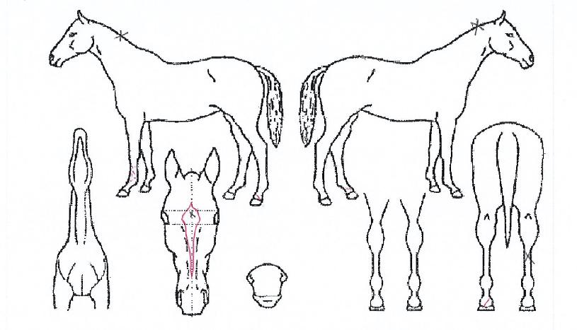 �������ӽ��� ����,���,�޸�,�λ�,�ٸ��� Ư¡����