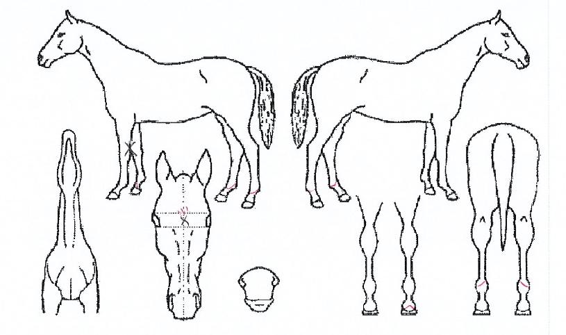 �ǿ�������ü�� ����,���,�޸�,�λ�,�ٸ��� Ư¡����