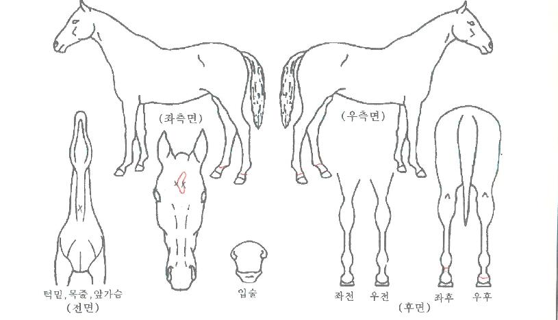 �ƶ�ٿ��� ����,���,�޸�,�λ�,�ٸ��� Ư¡����