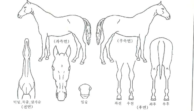 ½ºÄ«ÀÌĸƾÀÇ Ãø¸é,¿ì¸é,µÞ¸é,µÎ»ó,´Ù¸®ÀÇ Æ¯Â¡µµÇØ