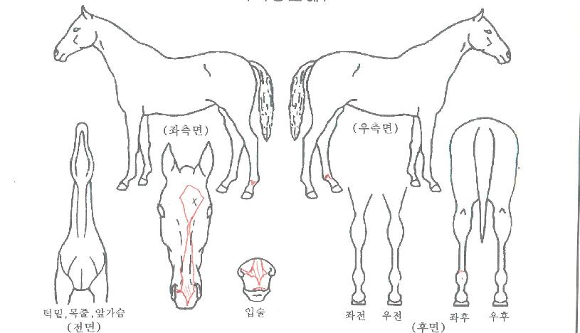 ¼®¼¼½ºµ¿¹æÀÇ Ãø¸é,¿ì¸é,µÞ¸é,µÎ»ó,´Ù¸®ÀÇ Æ¯Â¡µµÇØ