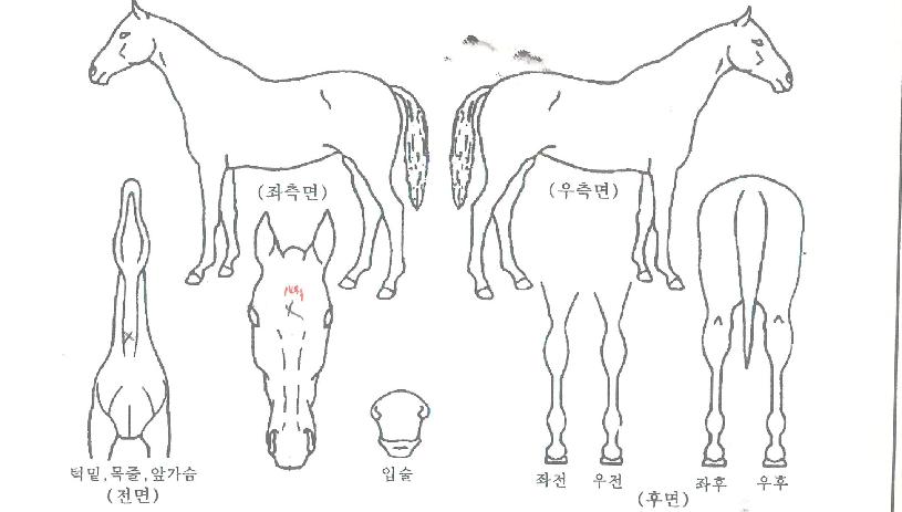 ÇØ°Å¸§½ÅÈÀÇ Ãø¸é,¿ì¸é,µÞ¸é,µÎ»ó,´Ù¸®ÀÇ Æ¯Â¡µµÇØ