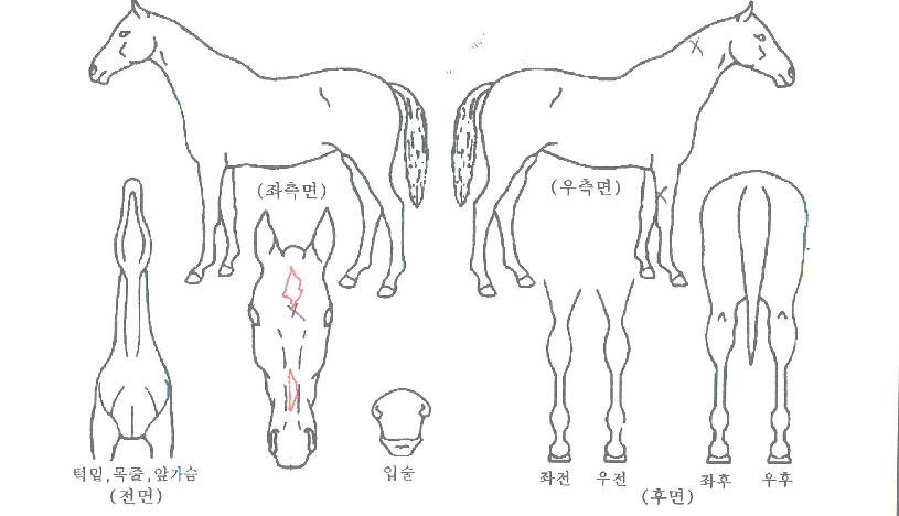 ���ְ����ڸ��� ����,���,�޸�,�λ�,�ٸ��� Ư¡����