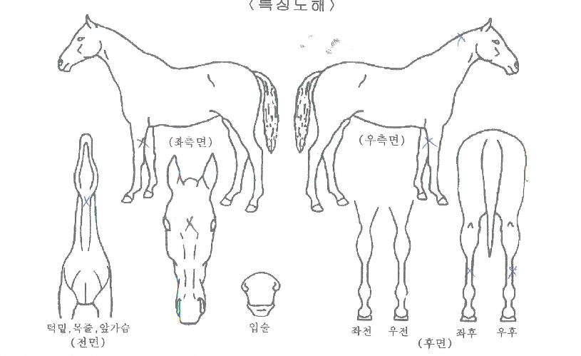 ÁÁÀº°ü°èÀÇ Ãø¸é,¿ì¸é,µÞ¸é,µÎ»ó,´Ù¸®ÀÇ Æ¯Â¡µµÇØ