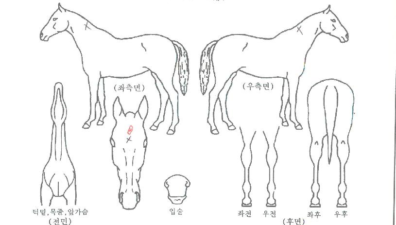 ¶ó½ºÆ®º¸½ºÀÇ Ãø¸é,¿ì¸é,µÞ¸é,µÎ»ó,´Ù¸®ÀÇ Æ¯Â¡µµÇØ