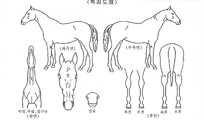 ¿ø´õÇ®¿ì¸ÕÀÇ Ãø¸é,¿ì¸é,µÞ¸é,µÎ»ó,´Ù¸®ÀÇ Æ¯Â¡µµÇØ