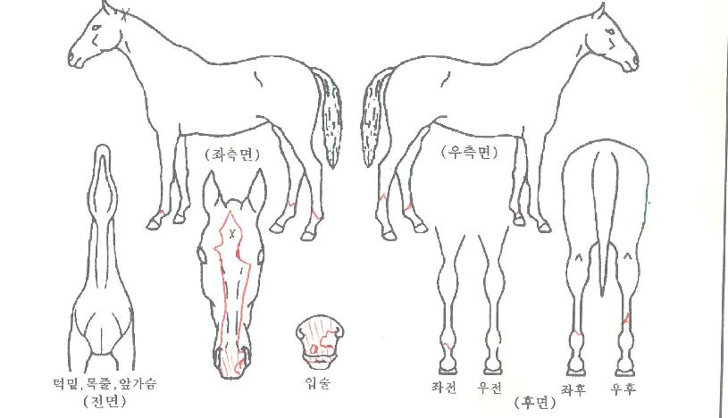 ¿µ±¤ÀÇÇàÁøÀÇ Ãø¸é,¿ì¸é,µÞ¸é,µÎ»ó,´Ù¸®ÀÇ Æ¯Â¡µµÇØ