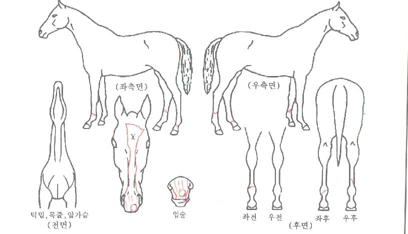 ½ºÆä¼È·¹ÀüµåÀÇ Ãø¸é,¿ì¸é,µÞ¸é,µÎ»ó,´Ù¸®ÀÇ Æ¯Â¡µµÇØ