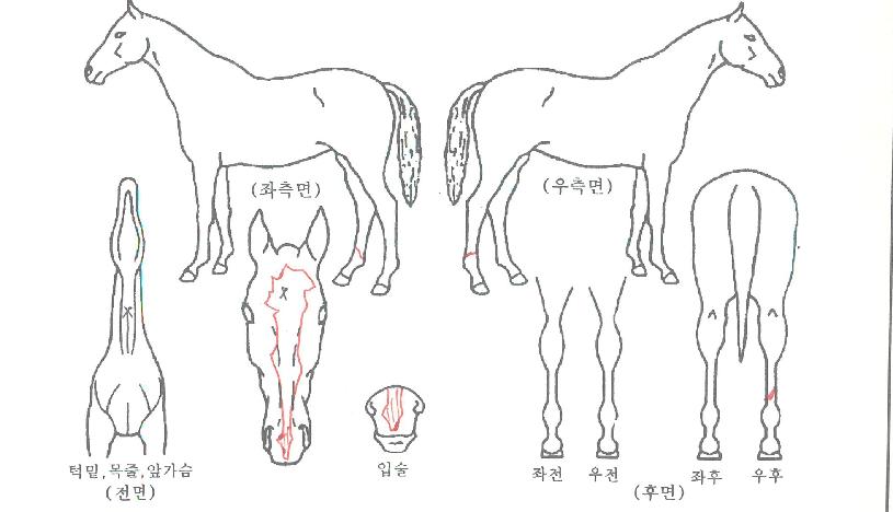 ¿µ±¤ÀÇÆÄ¿öÀÇ Ãø¸é,¿ì¸é,µÞ¸é,µÎ»ó,´Ù¸®ÀÇ Æ¯Â¡µµÇØ