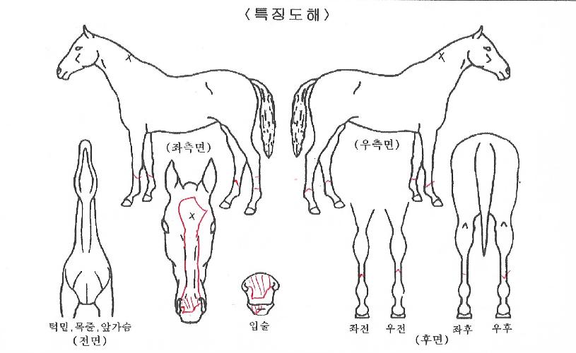 ÁúÁÖº»ÀÇ Ãø¸é,¿ì¸é,µÞ¸é,µÎ»ó,´Ù¸®ÀÇ Æ¯Â¡µµÇØ