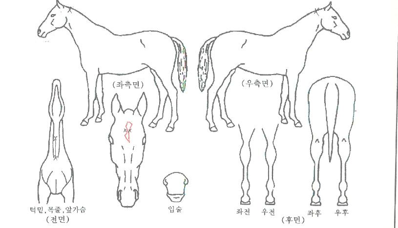 ¸ð´×¼±ÀÇ Ãø¸é,¿ì¸é,µÞ¸é,µÎ»ó,´Ù¸®ÀÇ Æ¯Â¡µµÇØ