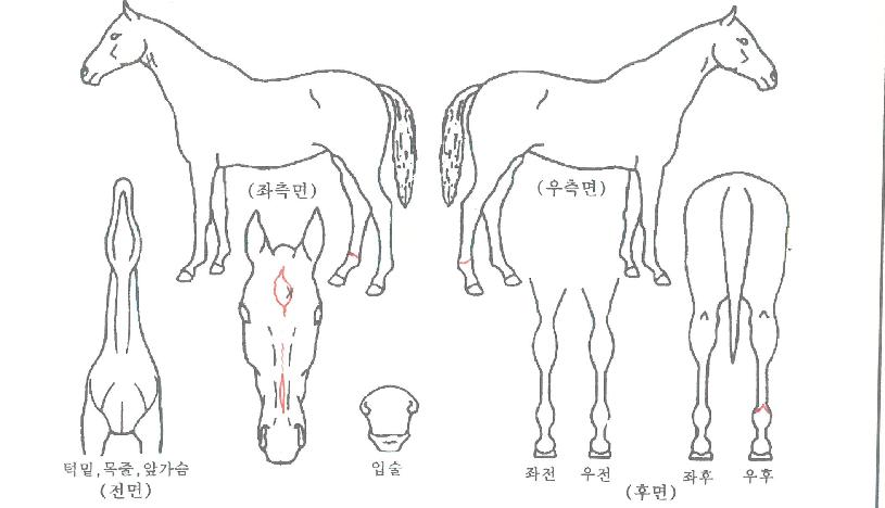 �ö��׵����ڸ��� ����,���,�޸�,�λ�,�ٸ��� Ư¡����