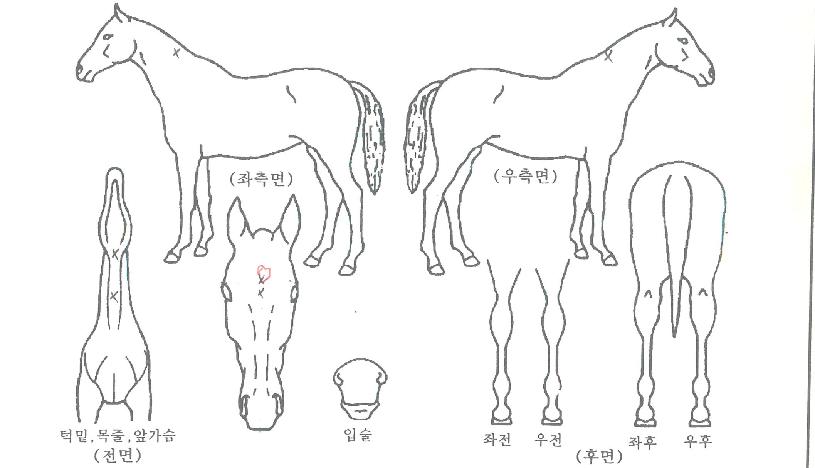 ÇÙ½ÉÀü·ÂÀÚ¸¶ÀÇ Ãø¸é,¿ì¸é,µÞ¸é,µÎ»ó,´Ù¸®ÀÇ Æ¯Â¡µµÇØ