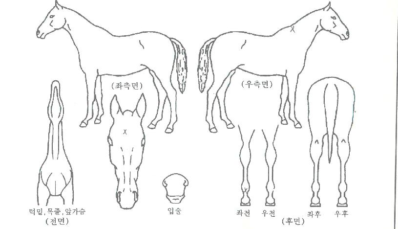 ���ǵ弱������ ����,���,�޸�,�λ�,�ٸ��� Ư¡����