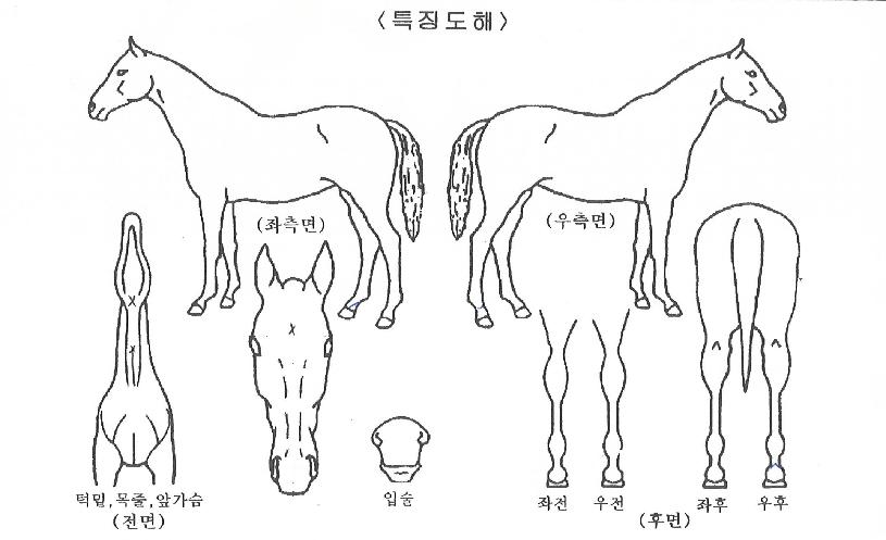 ���Ÿ�� ����,���,�޸�,�λ�,�ٸ��� Ư¡����