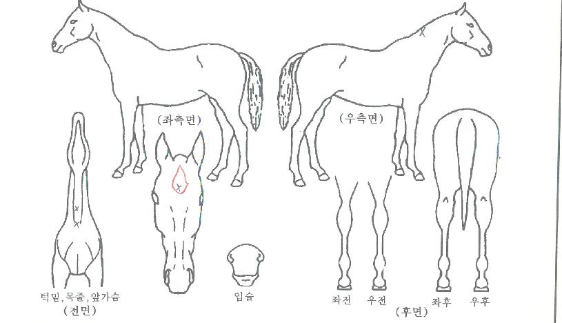 äÇdzÊÀÚ¸¶ÀÇ Ãø¸é,¿ì¸é,µÞ¸é,µÎ»ó,´Ù¸®ÀÇ Æ¯Â¡µµÇØ
