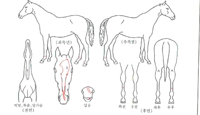 ¿ø´õ°ñÀÇ Ãø¸é,¿ì¸é,µÞ¸é,µÎ»ó,´Ù¸®ÀÇ Æ¯Â¡µµÇØ