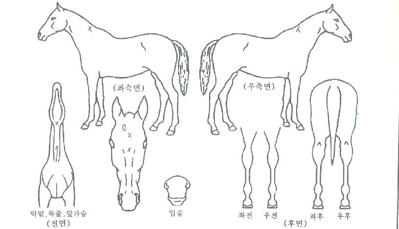 ��ũ�����ڸ��� ����,���,�޸�,�λ�,�ٸ��� Ư¡����