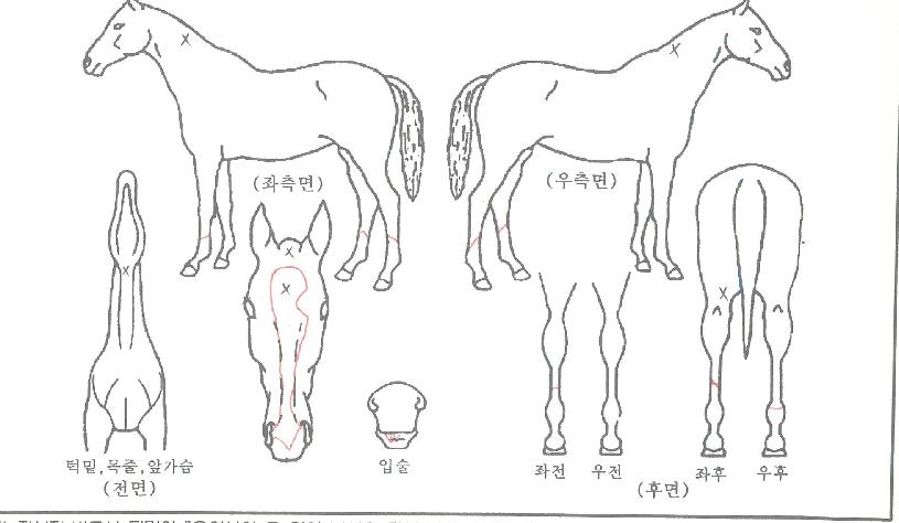 Á¶ÀÌÇ®¶óÀÌÇÁÀÇ Ãø¸é,¿ì¸é,µÞ¸é,µÎ»ó,´Ù¸®ÀÇ Æ¯Â¡µµÇØ