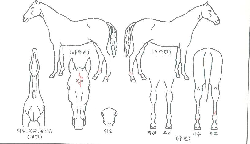 ÄܽºÅºÆ¾ÀÇ Ãø¸é,¿ì¸é,µÞ¸é,µÎ»ó,´Ù¸®ÀÇ Æ¯Â¡µµÇØ