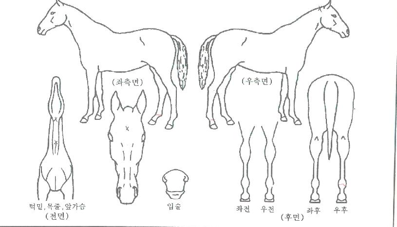 �����ͼ�ũ�� ����,���,�޸�,�λ�,�ٸ��� Ư¡����