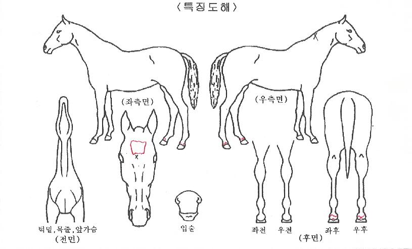 ���Ǿ���� ����,���,�޸�,�λ�,�ٸ��� Ư¡����