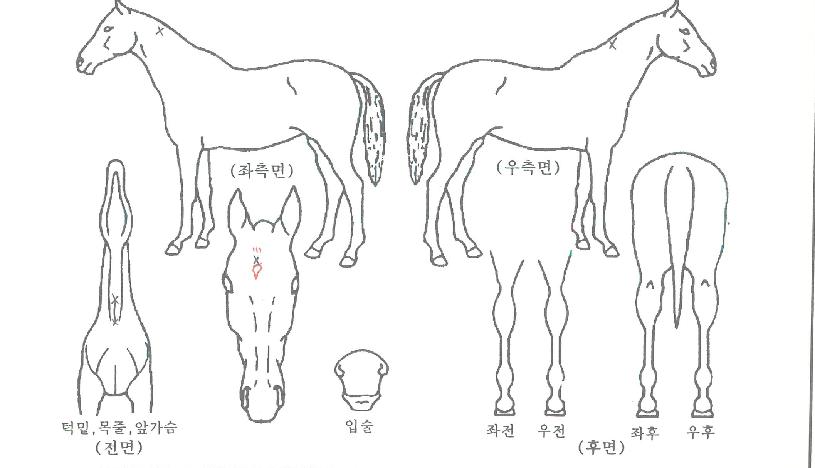 »ó½ÂÇ϶óÀÇ Ãø¸é,¿ì¸é,µÞ¸é,µÎ»ó,´Ù¸®ÀÇ Æ¯Â¡µµÇØ