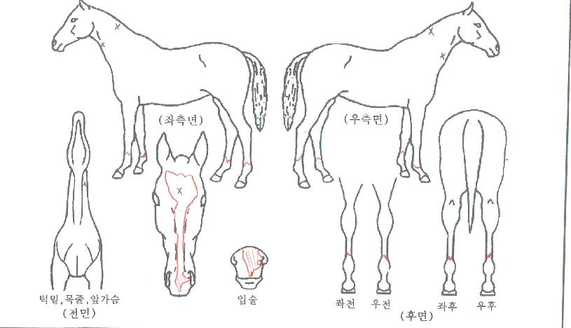 ¼¿¡¹øÂ½ÀÇ Ãø¸é,¿ì¸é,µÞ¸é,µÎ»ó,´Ù¸®ÀÇ Æ¯Â¡µµÇØ