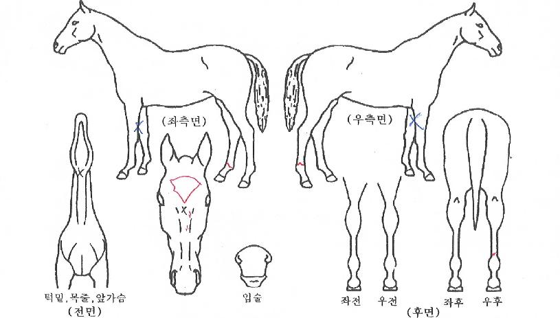 ºÎÄÉÆÈ·Î½ºÀÇ Ãø¸é,¿ì¸é,µÞ¸é,µÎ»ó,´Ù¸®ÀÇ Æ¯Â¡µµÇØ