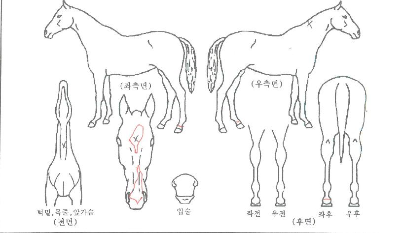 Àεð¾ð¿äÁ¤ÀÇ Ãø¸é,¿ì¸é,µÞ¸é,µÎ»ó,´Ù¸®ÀÇ Æ¯Â¡µµÇØ