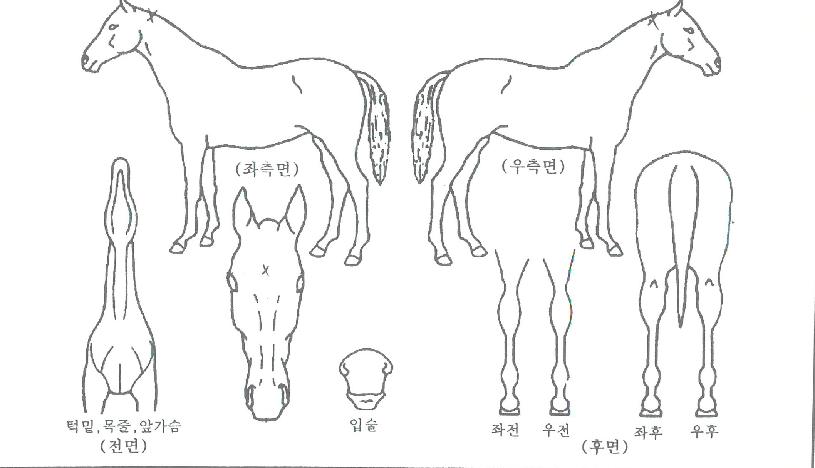 ¿©¸§»õÀÚ¸¶ÀÇ Ãø¸é,¿ì¸é,µÞ¸é,µÎ»ó,´Ù¸®ÀÇ Æ¯Â¡µµÇØ