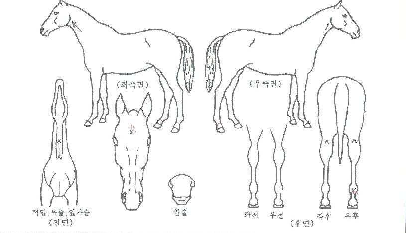 ¿ÍÀϵåÀεðÀÇ Ãø¸é,¿ì¸é,µÞ¸é,µÎ»ó,´Ù¸®ÀÇ Æ¯Â¡µµÇØ