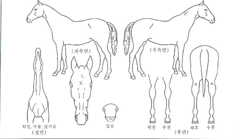 �̽��ε��� ����,���,�޸�,�λ�,�ٸ��� Ư¡����