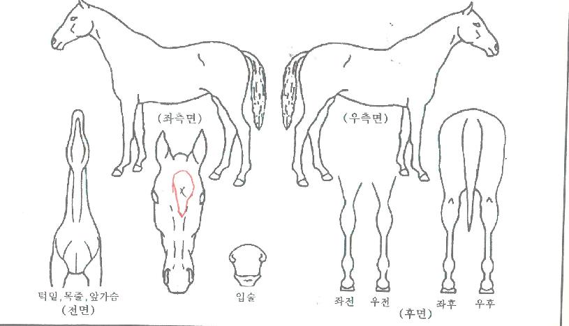 ¿À´Ã¸¸ÅÀÇ Ãø¸é,¿ì¸é,µÞ¸é,µÎ»ó,´Ù¸®ÀÇ Æ¯Â¡µµÇØ