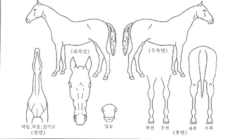 ��Ű���ڸ��� ����,���,�޸�,�λ�,�ٸ��� Ư¡����