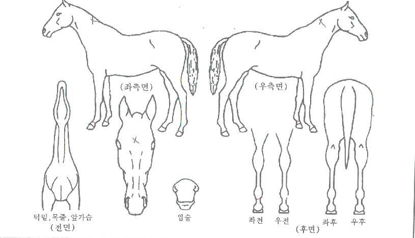 ���������� ����,���,�޸�,�λ�,�ٸ��� Ư¡����