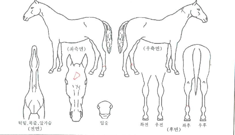 ·¹ÄÁ´ÙÀÌÆ®¥±ÀÚ¸¶ÀÇ Ãø¸é,¿ì¸é,µÞ¸é,µÎ»ó,´Ù¸®ÀÇ Æ¯Â¡µµÇØ