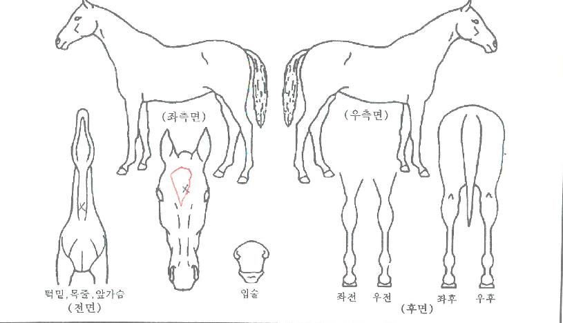 ����Ʈ�� ����,���,�޸�,�λ�,�ٸ��� Ư¡����