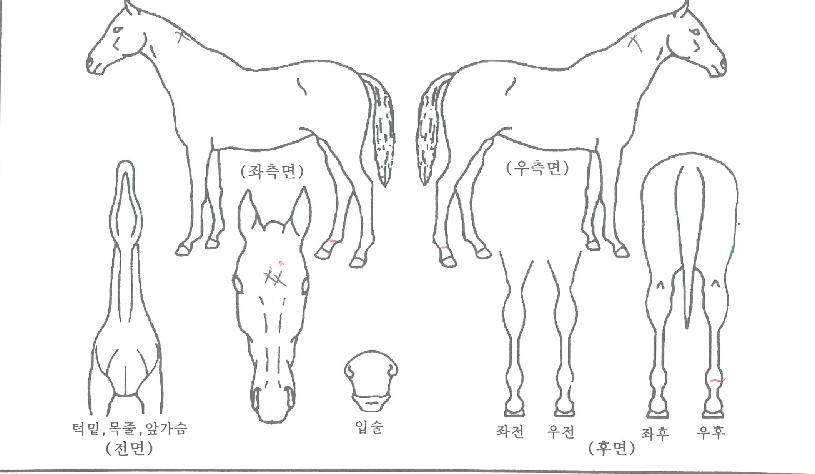 Å¥Çǵ忩ÀåºÎÀÇ Ãø¸é,¿ì¸é,µÞ¸é,µÎ»ó,´Ù¸®ÀÇ Æ¯Â¡µµÇØ