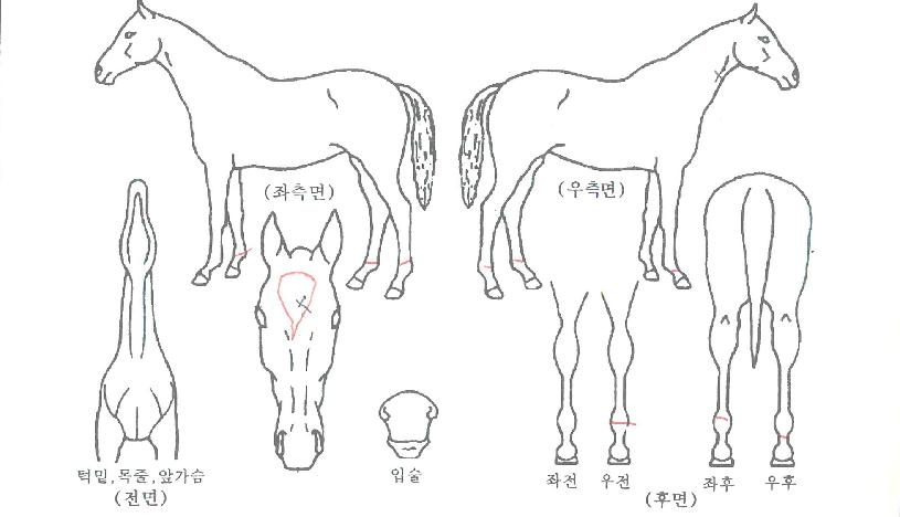 ����ũ�̾�������ڸ��� ����,���,�޸�,�λ�,�ٸ��� Ư¡����