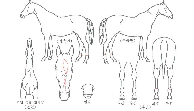 �����ī���� ����,���,�޸�,�λ�,�ٸ��� Ư¡����