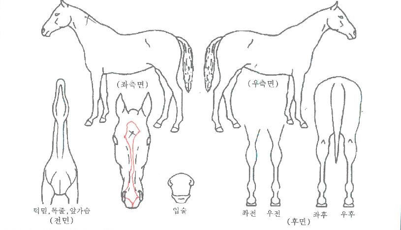 �𷺼��ڸ��� ����,���,�޸�,�λ�,�ٸ��� Ư¡����