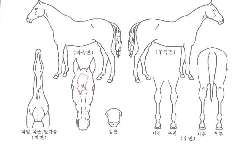 Åõµ¥À̽ºÅ¸ÀÇ Ãø¸é,¿ì¸é,µÞ¸é,µÎ»ó,´Ù¸®ÀÇ Æ¯Â¡µµÇØ