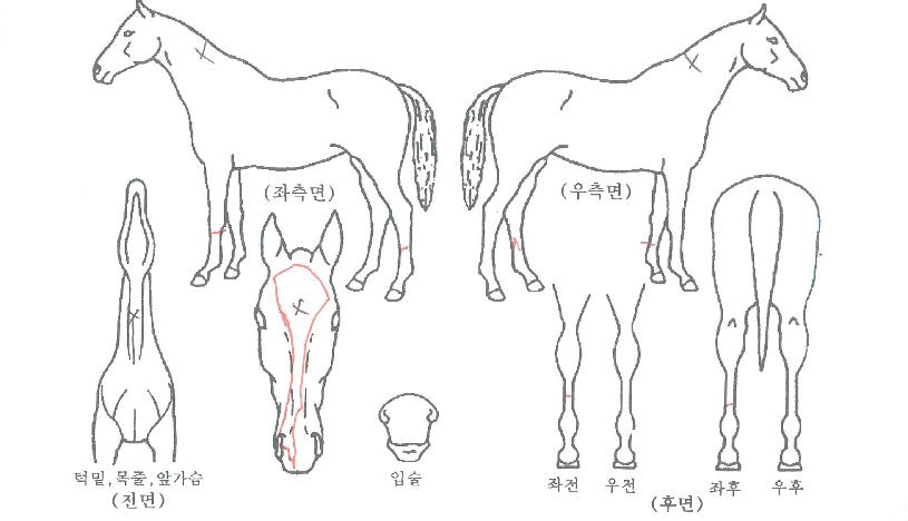 ������������ ����,���,�޸�,�λ�,�ٸ��� Ư¡����