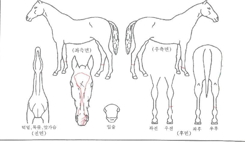 ¸Þ´Ï±Û·Î¸®ÀÇ Ãø¸é,¿ì¸é,µÞ¸é,µÎ»ó,´Ù¸®ÀÇ Æ¯Â¡µµÇØ