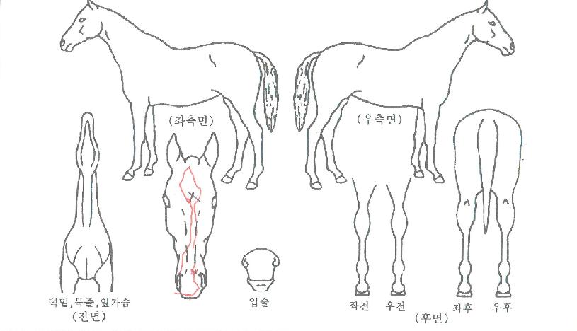 ·¹µðÅõÆÄƼÀÚ¸¶ÀÇ Ãø¸é,¿ì¸é,µÞ¸é,µÎ»ó,´Ù¸®ÀÇ Æ¯Â¡µµÇØ