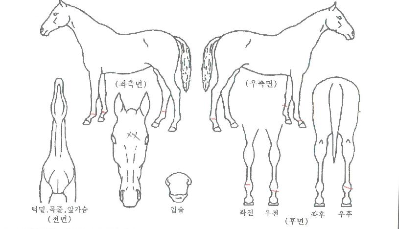 �׸�¯�� ����,���,�޸�,�λ�,�ٸ��� Ư¡����