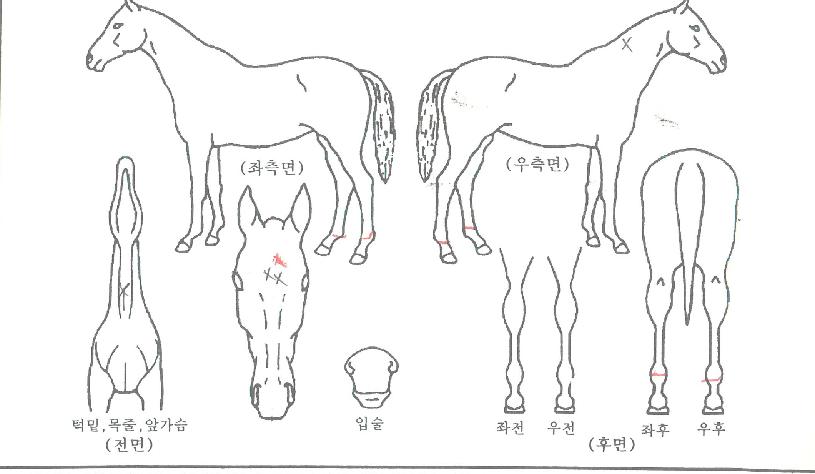 �½�Ÿ�� ����,���,�޸�,�λ�,�ٸ��� Ư¡����