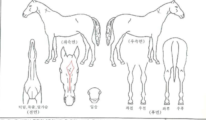 ġ�����Ǽ��� ����,���,�޸�,�λ�,�ٸ��� Ư¡����