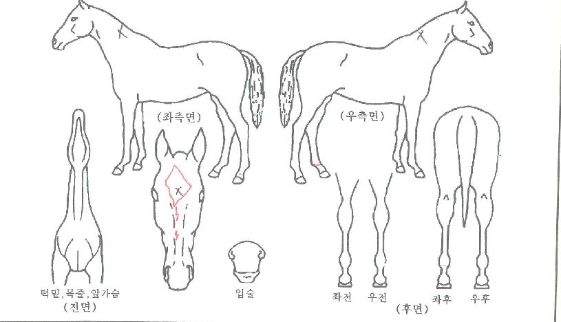 �ٽÿ����� ����,���,�޸�,�λ�,�ٸ��� Ư¡����